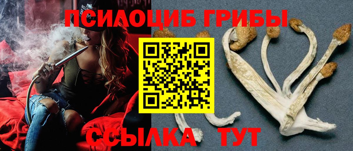 Псилоцибиновые грибы Psilocybe Алатырь